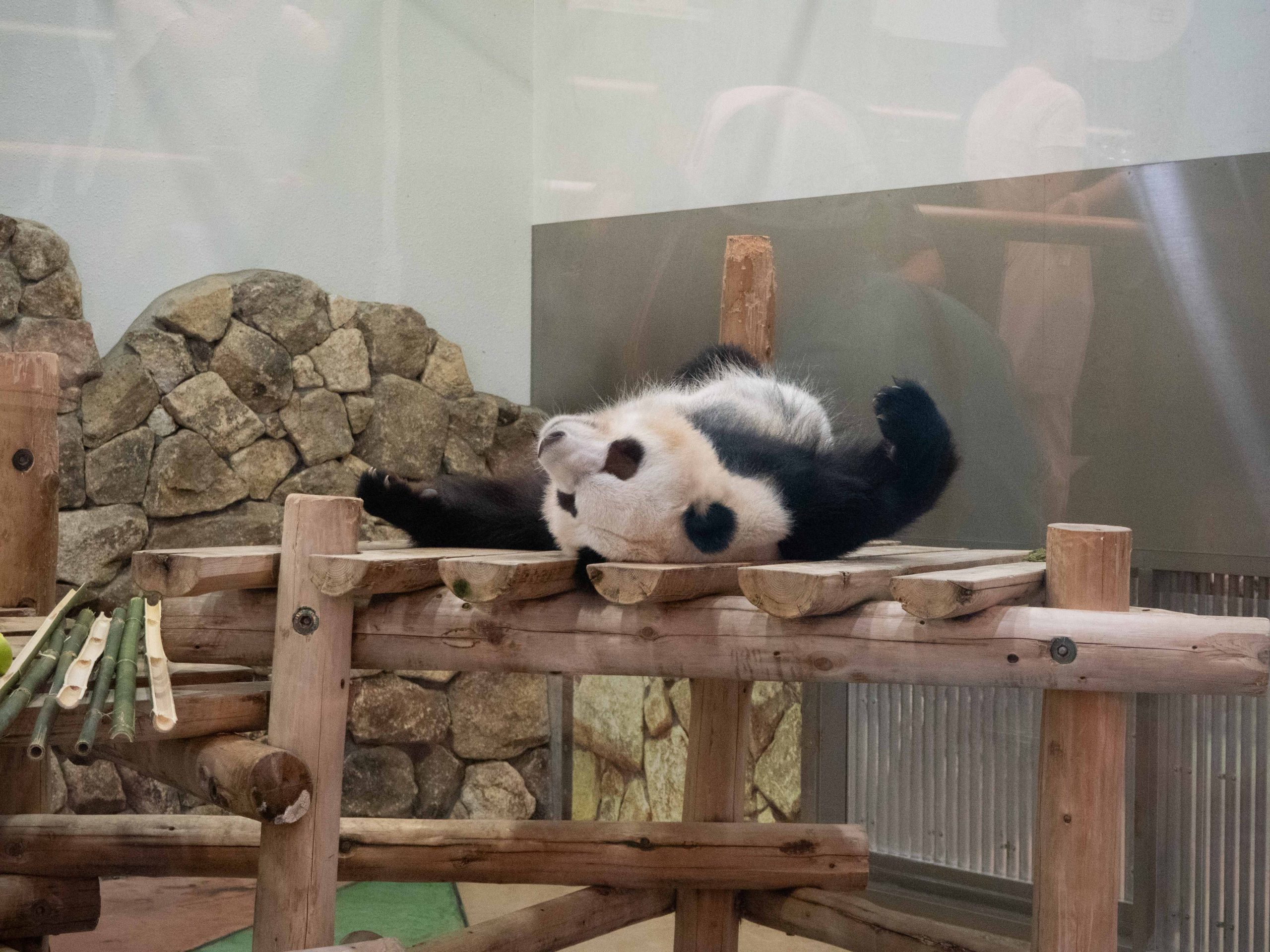 パンダ　250612 (1 - 1)